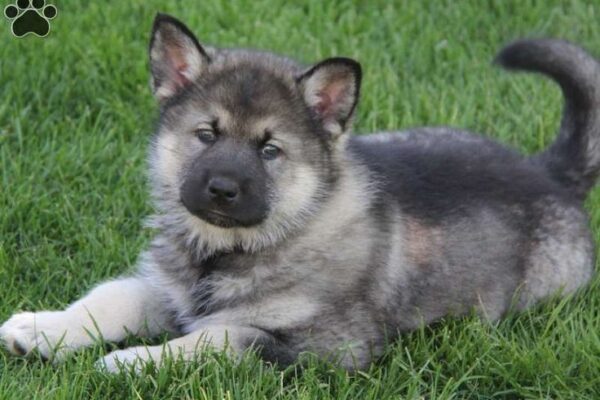 german shepherd husky mix puppy