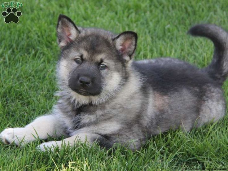 german shepherd husky mix puppy