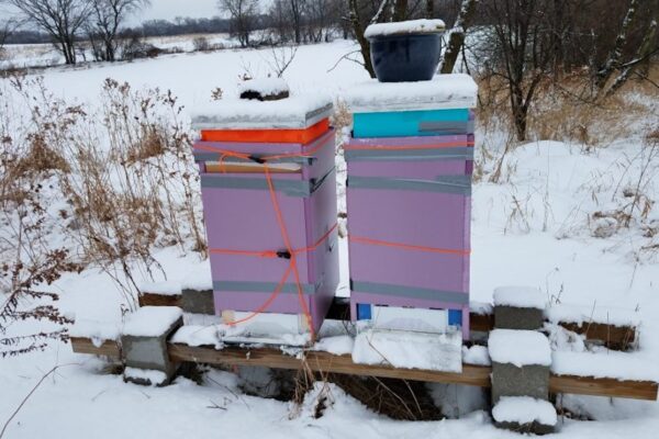 winter bee hive wraps lappes bee supply